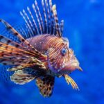 Aumento de Espécie de Peixe Invasora Causa Preocupação em Pescadores na Bahia.
